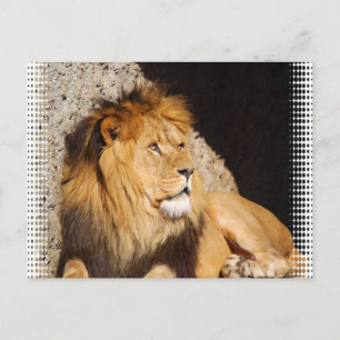 Lion Photo Briefkaart
