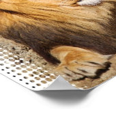 Lion Photo Print (Hoek)