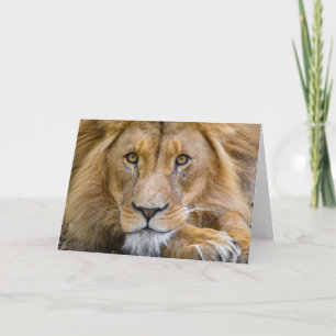 LION PHOTOGRAPHIE CARTE DE SALUT D'ANNIVERSAIRE