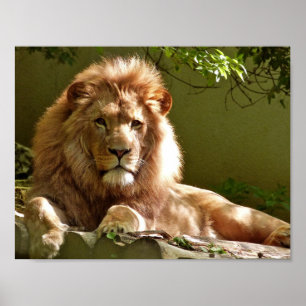 LION PHOTOGRAPHIE POSTER