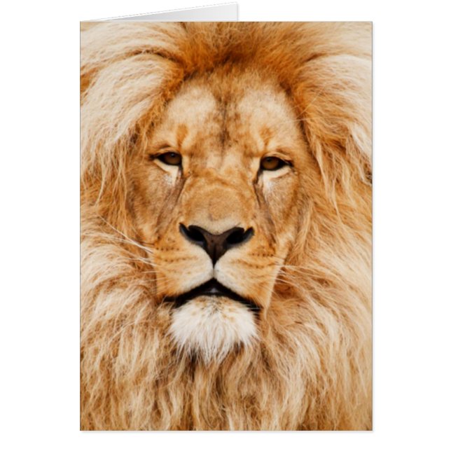 Lion Portrait (Voorkant)