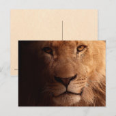 Lion Portrait Briefkaart (Voorkant / Achterkant)