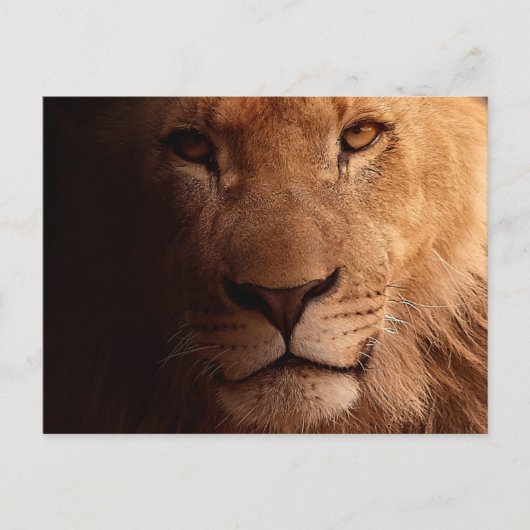 Lion Portrait Briefkaart (Voorkant)