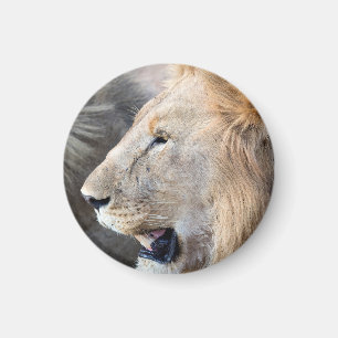 Lion Portrait Magneet