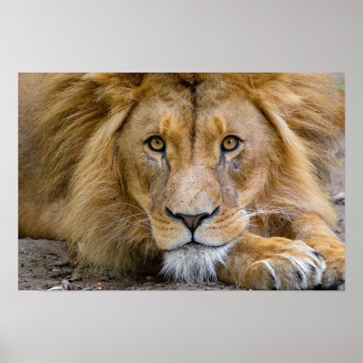 LION POSTER (Devant)