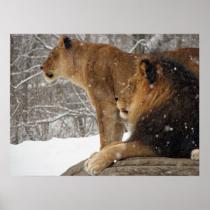 Lion Poster