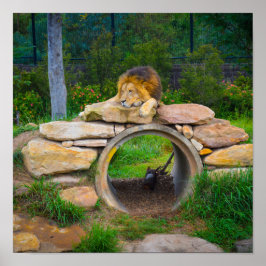 Lion Poster
