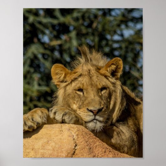 Lion Poster (Voorkant)