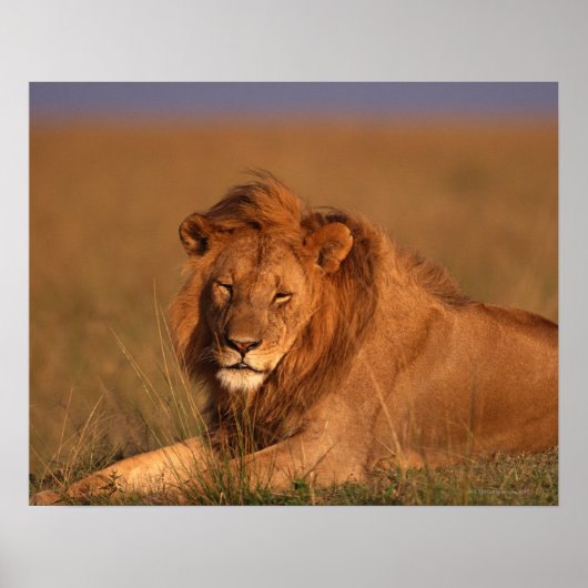 Lion Poster (Voorkant)