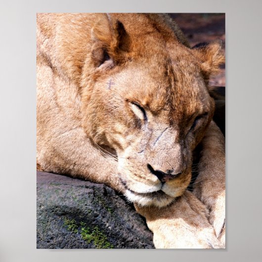 Lion Poster (Voorkant)