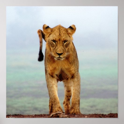 Lion Poster (Voorkant)