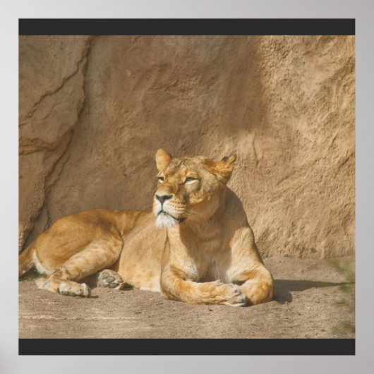 Lion poster (Voorkant)