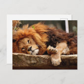 LION RELAXING Briefkaarten (Voorkant / Achterkant)