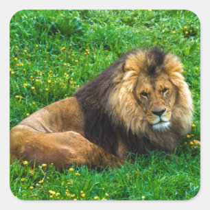 Lion Relaxing in Green Grass Foto Vierkante Sticker