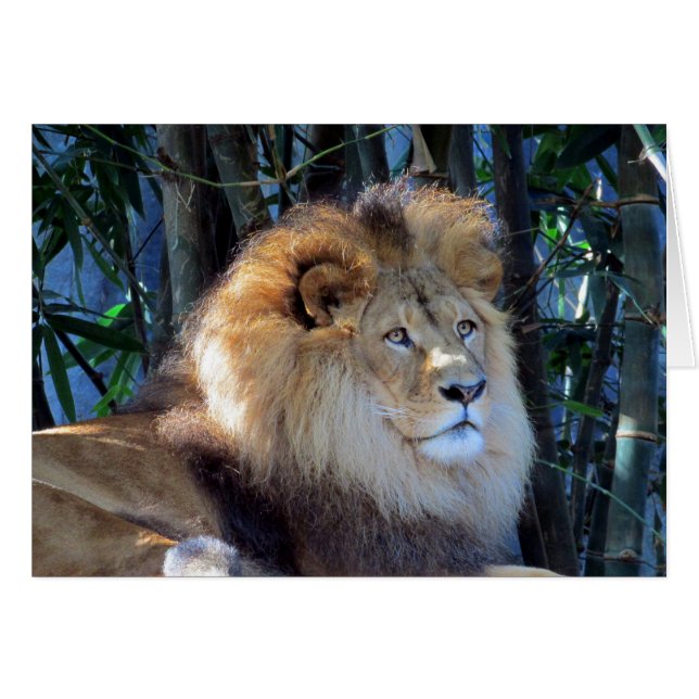 lion rex (Devant horizontal)