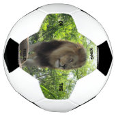 Lion - Roi du Champ - Bal de Football (Tourné)