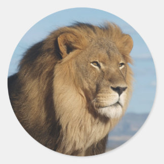 Lion Ronde Sticker