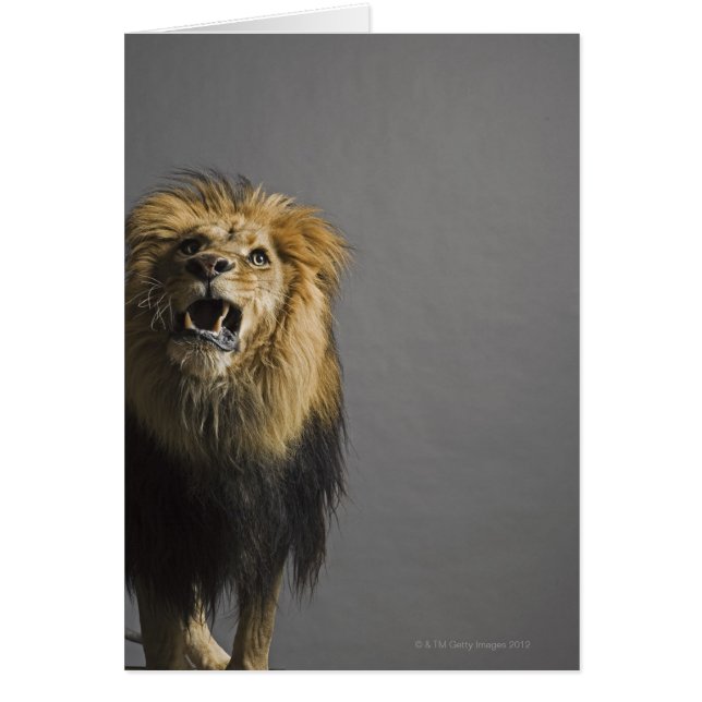Lion rugissant (Devant)