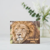Lion Safari Briefkaart (Staand voorkant)