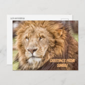 Lion Safari Briefkaart (Voorkant / Achterkant)