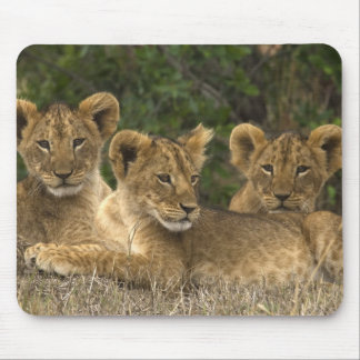 Lion Siblings Muismat
