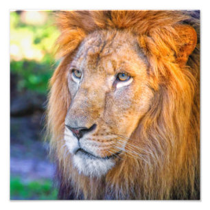 Lion sluiten foto afdruk