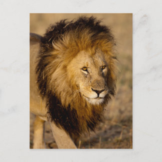 Lion Stalking Briefkaart