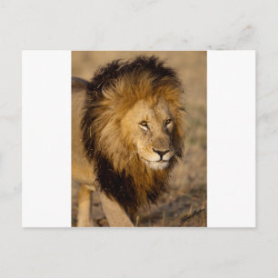 Lion Stalking Briefkaart
