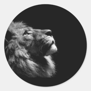 Lion Stickers