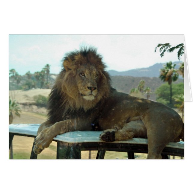 Lion sur carte de voiture (Devant horizontal)