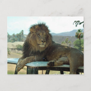 Lion sur carte postale de voiture