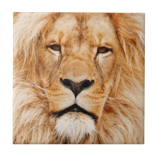 Lion Tegeltje (Voorkant)