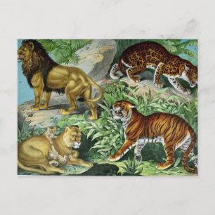 Lion Tiger Leopard  Briefkaart