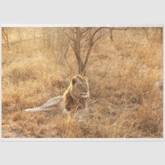 Lion Tissuepapier (Voorkant)