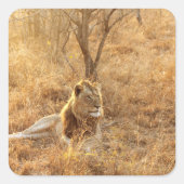 Lion Vierkante Sticker (Voorkant)