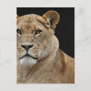 Lion Vrouw neer Briefkaart