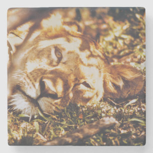 Lion wakt de ogen op voor je wild onderzetter