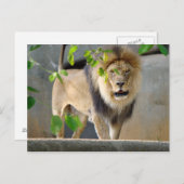 Lion Wildlife Briefkaart (Voorkant / Achterkant)