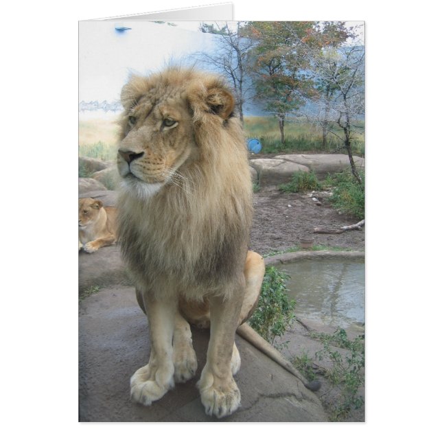 Lion zoekt Lunch (Voorkant)