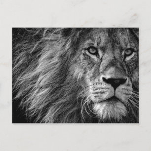 Lion Zwart & Wit Briefkaart