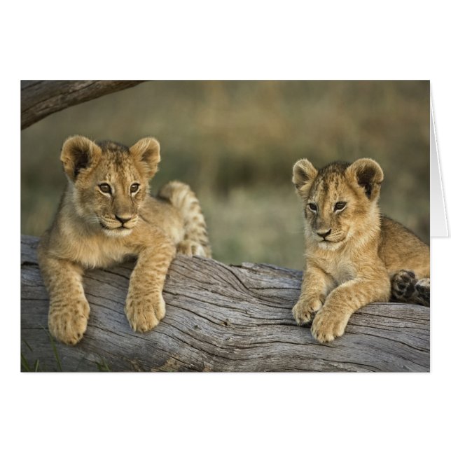 Lionceaux sur rondin (Devant horizontal)
