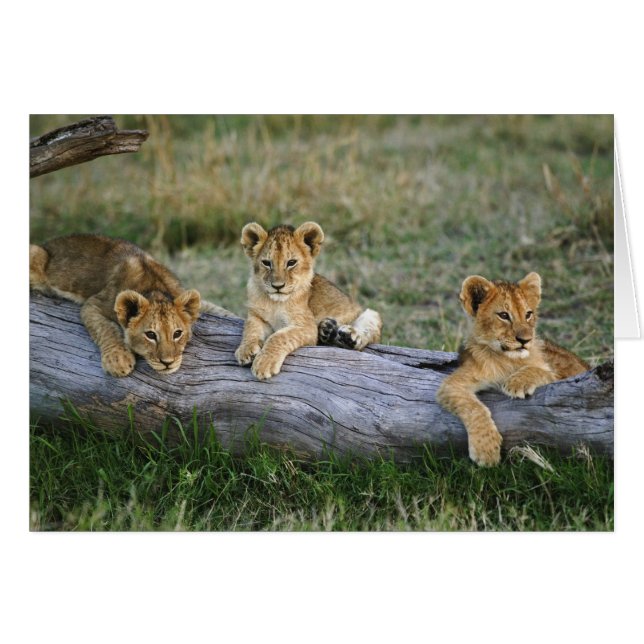 Lionceaux sur une bûche (Devant horizontal)