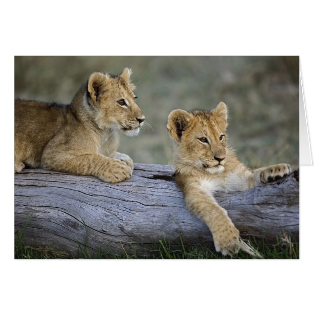 Lionceaux sur une bûche (Devant horizontal)