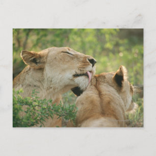 Lionen, Panthera leo grooming, Zuid-Afrika Briefkaart