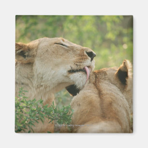 Lionen, Panthera leo grooming, Zuid-Afrika Magneet