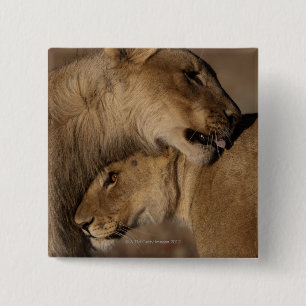 Lionen (Panthera leo) Vierkante Button 5,1 Cm