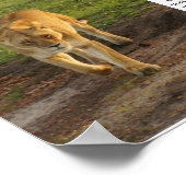 Lioness at Masai Mara Inspiration Poster (Coin)