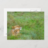 Lioness & Baby Briefkaart (Voorkant / Achterkant)