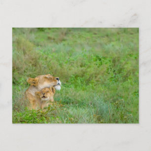 Lioness & Baby Briefkaart