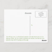 Lioness Briefkaart (Achterkant)